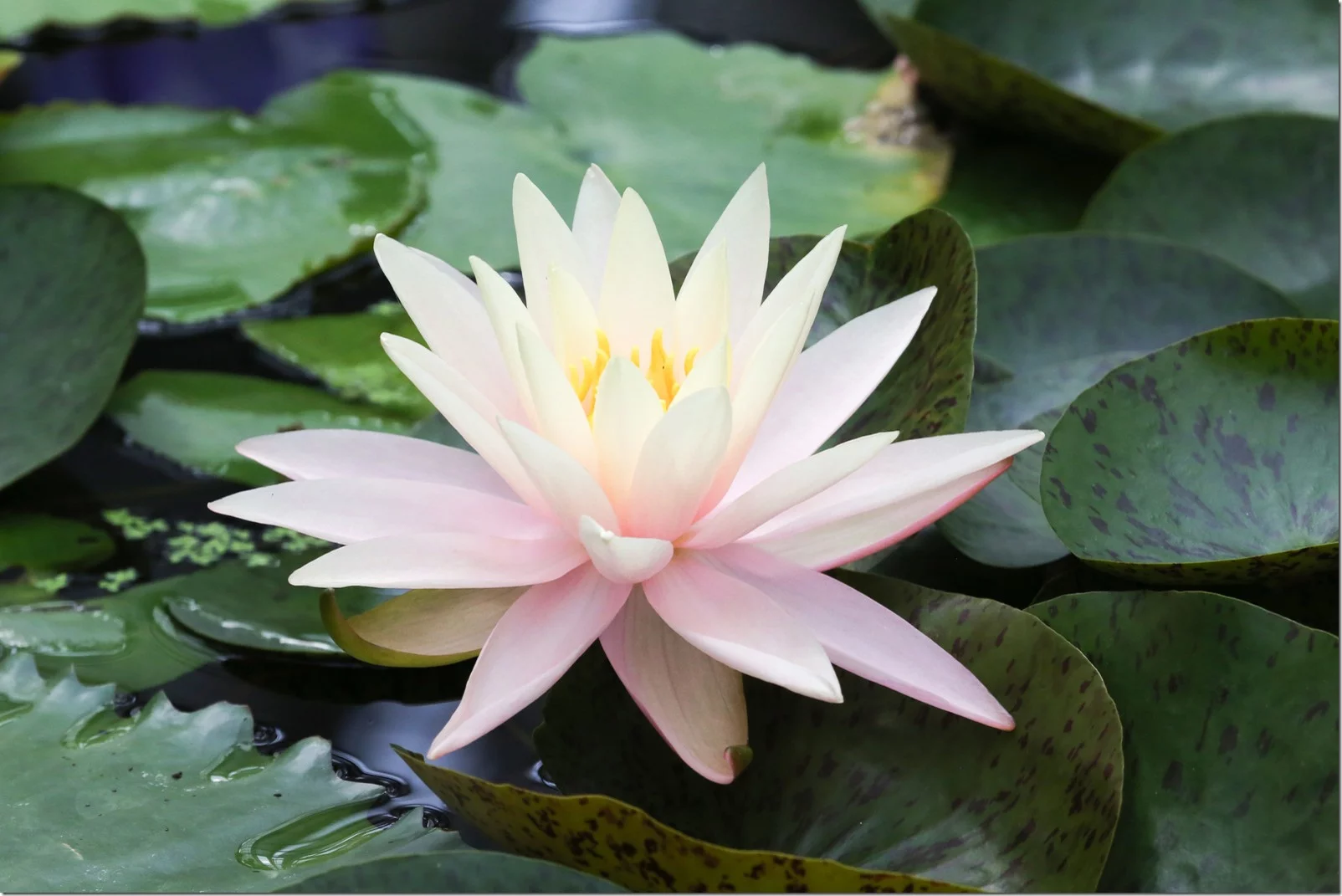 190210lotus